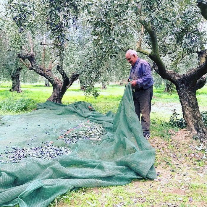 olive routes